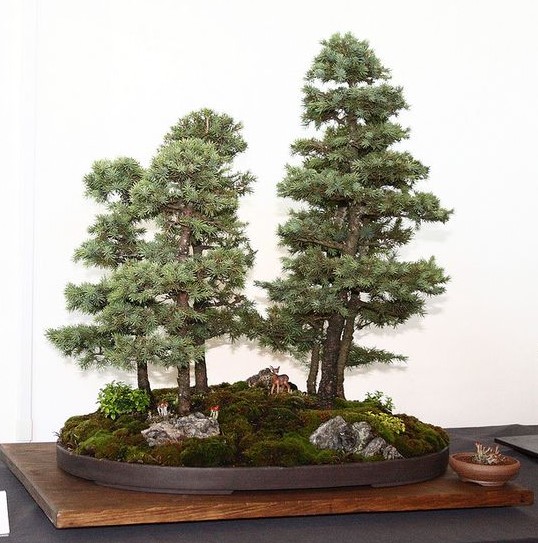 Bonsai Plants Benefits, Care, and Growing Bonsai Tree Indoor